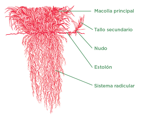 Estructura del pasto Mulato II - Tropical Seeds