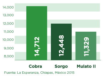 Cobra Grass - Forage Production Table. Tropical Seeds