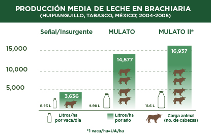 Producción media de leche con híbridos Brachiaria