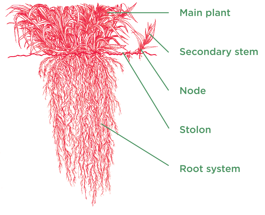 Mulato II grass growth type - Tropical Seeds