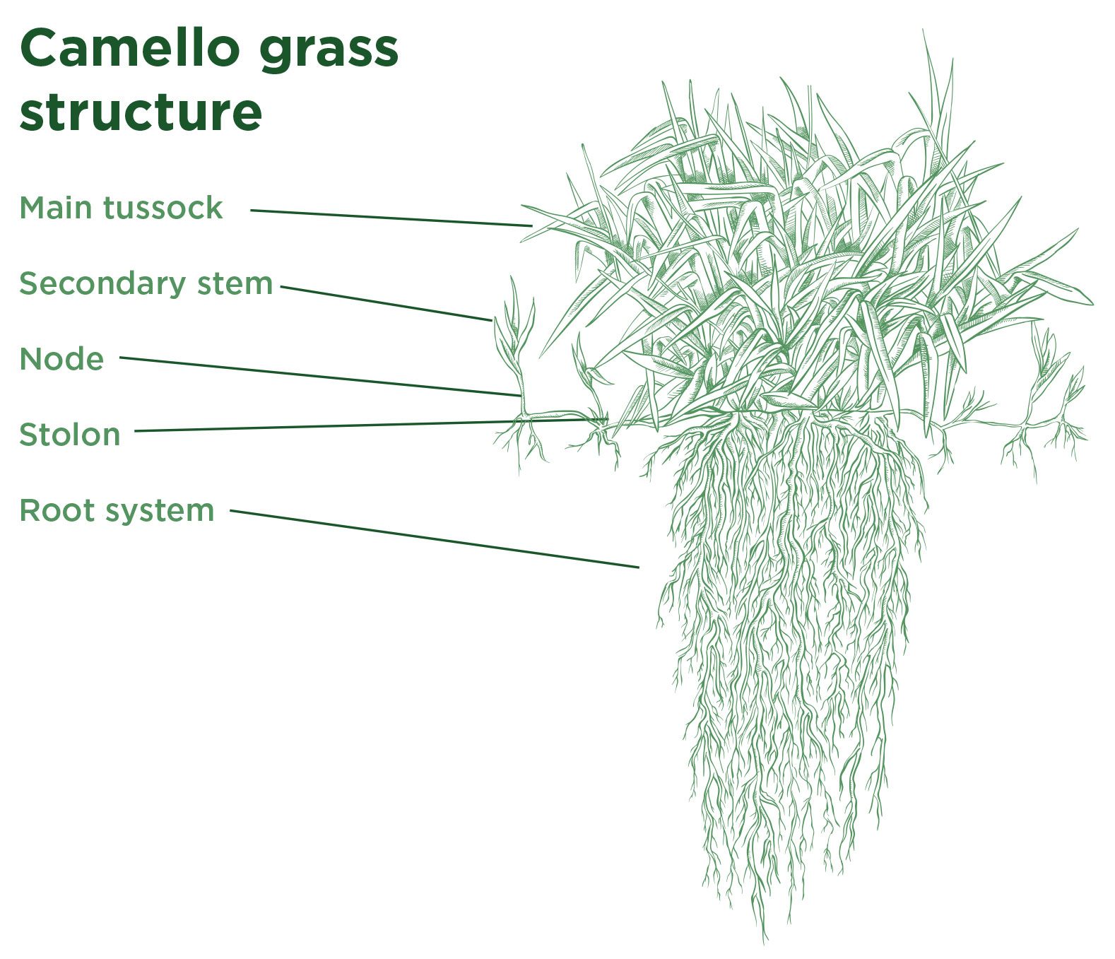 Camello Grass - Structure and type of growth. Tropical Seeds