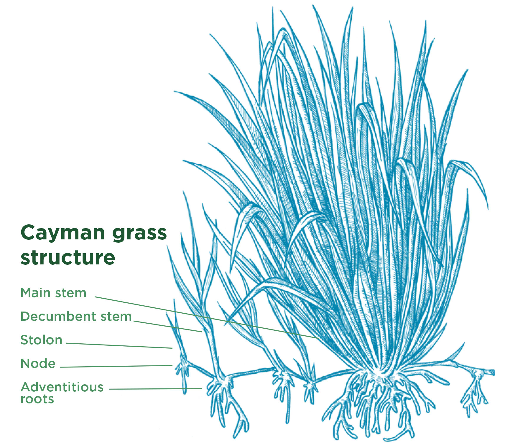 Cayman Grass - Growth Type. Tropical Seeds