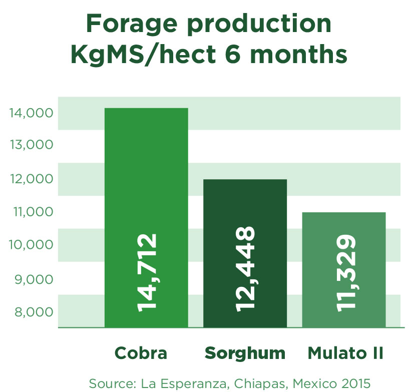 Cobra Grass - Forage Production Table. Tropical Seeds