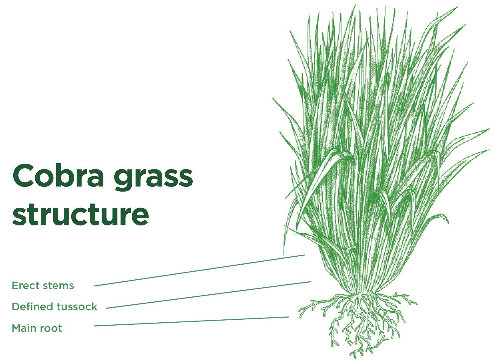 Cobra Grass - Structure and growth type. Tropical Seeds