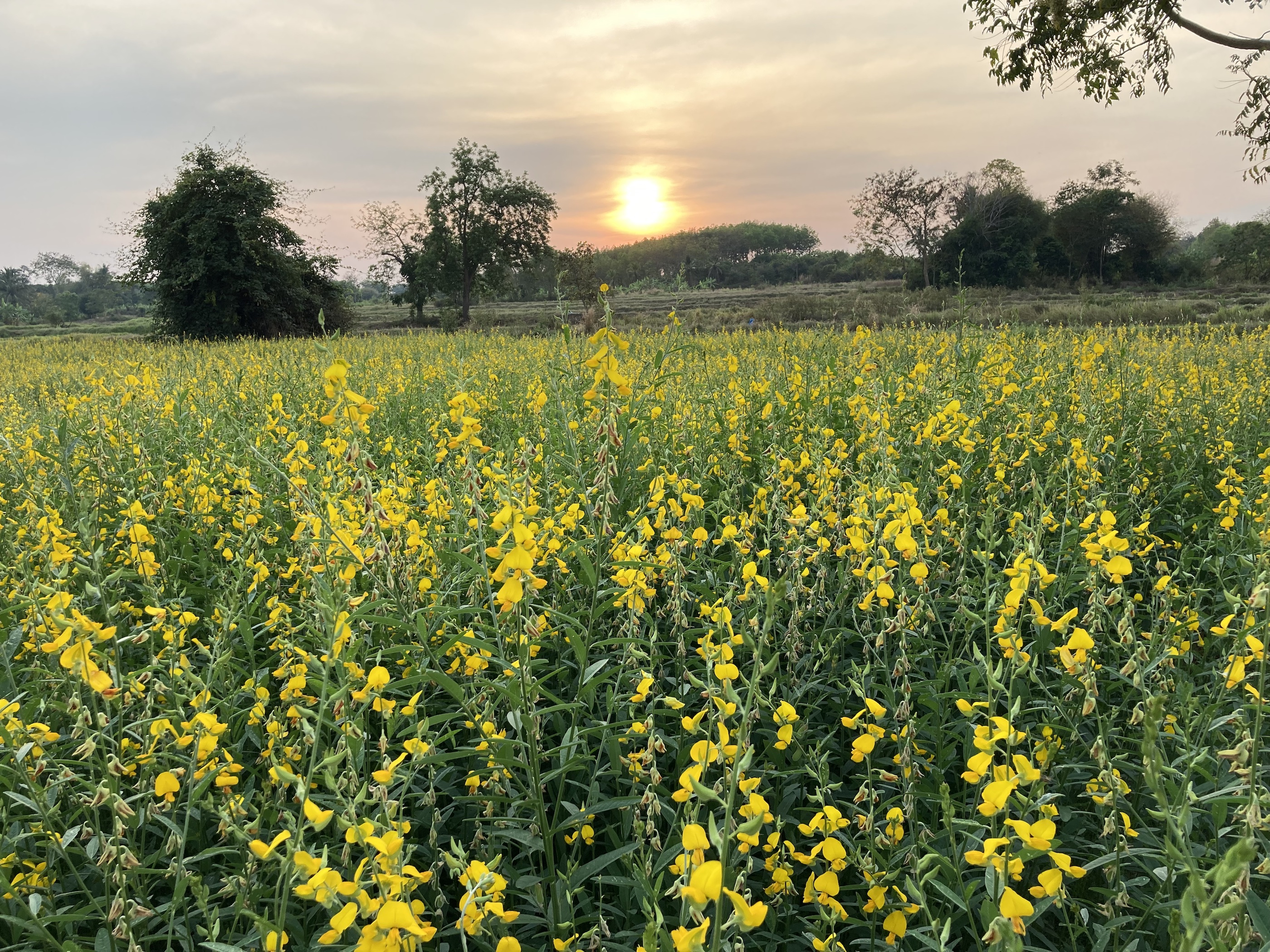 Un cultivo de semillas en floración al atardecer en el noreste de Tailandia