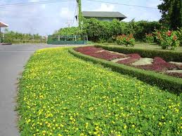 Arachis Pintoi field view