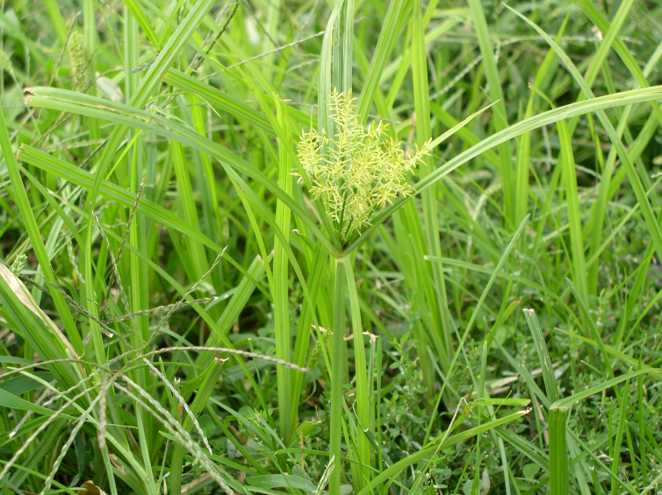 Chufa (Chufa) field view