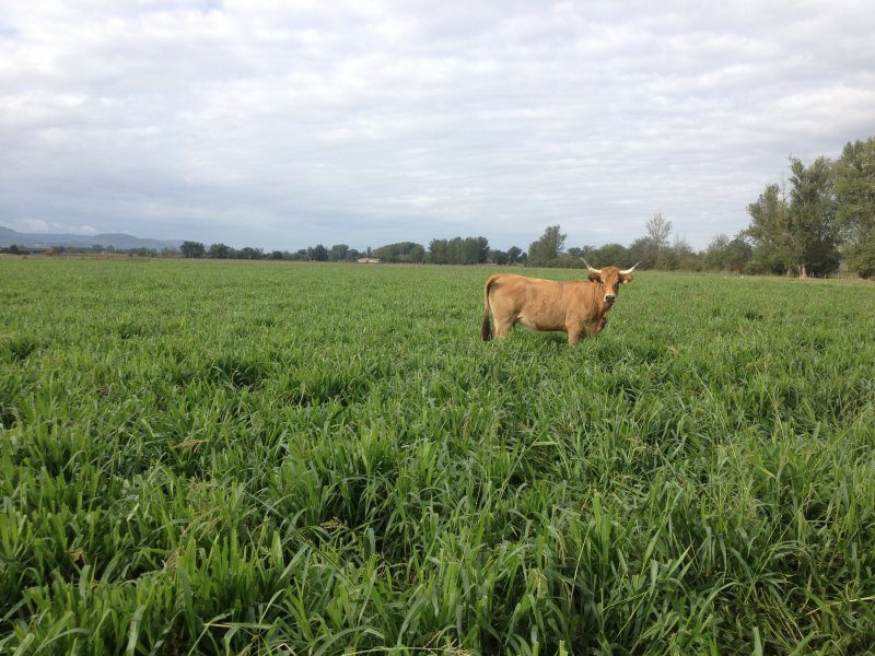 Mulato II field view