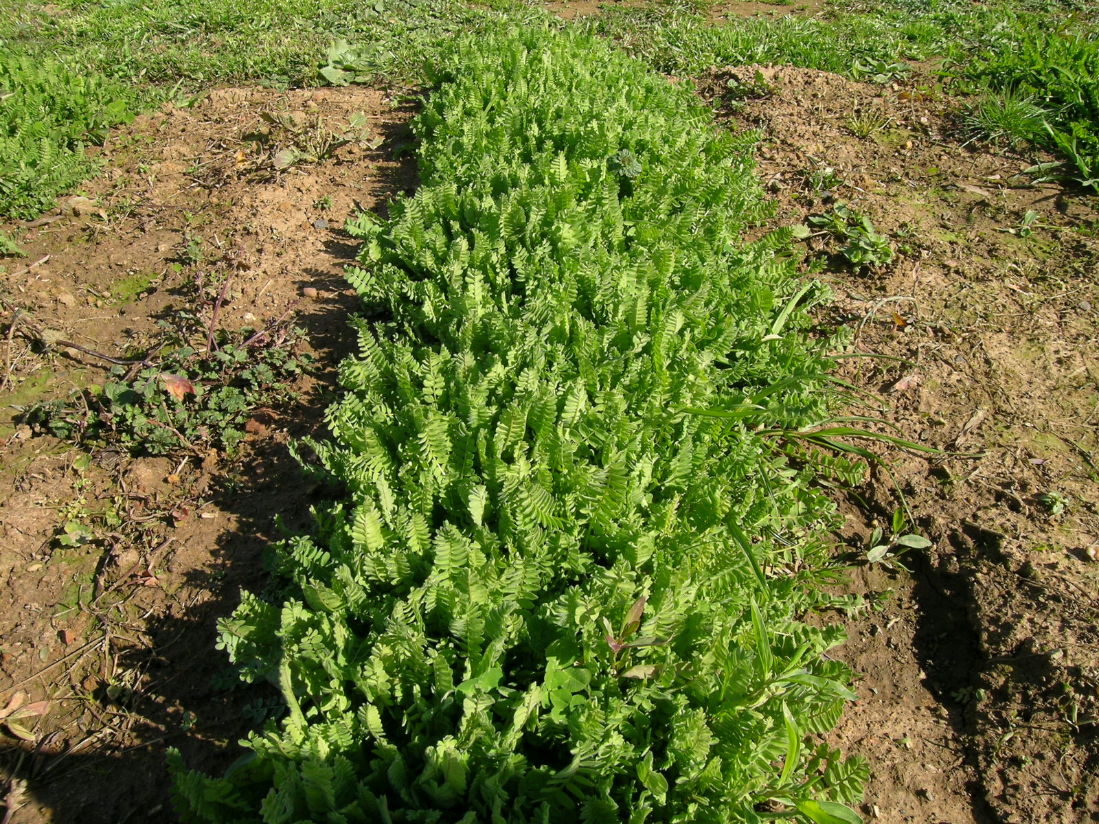 Serradella field view